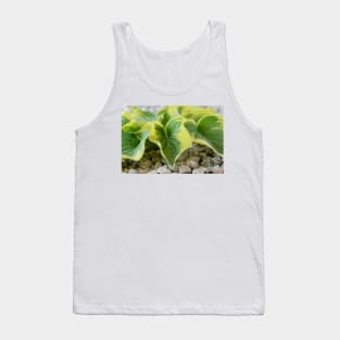 Hosta  &#39;Wide Brim&#39;  Plantain lily Tank Top